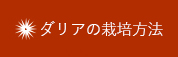 ダリアの栽培方法