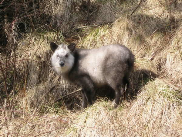 特別天然記念物 ニホンカモシカ の保護と対応について 川西町ホームページ