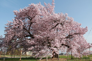 龍蔵桜