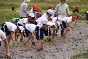 田植えの画像