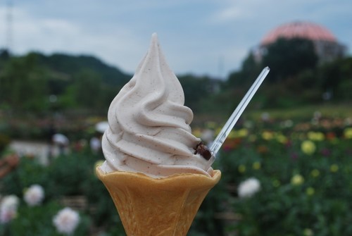 ダリヤを眺めながら食する紅大豆ソフトクリーム